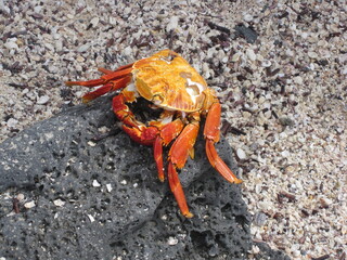 The Grapsus Grapsus / Sally Lightfoot Red Crab on the Galapagos Islands in Ecuador