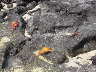 The Grapsus Grapsus / Sally Lightfoot Red Crab on the Galapagos Islands in Ecuador