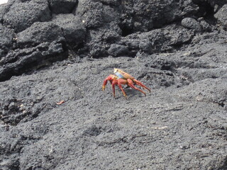 The Grapsus Grapsus / Sally Lightfoot Red Crab on the Galapagos Islands in Ecuador