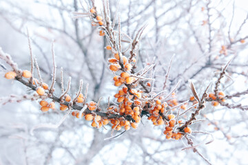 sea buckthorn branch with orange berries on a frosty day with frost