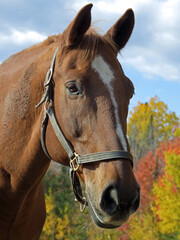 portrait of a horse