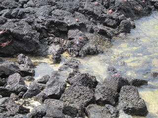 The Grapsus Grapsus / Sally Lightfoot Red Crab on the Galapagos Islands in Ecuador