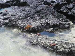 Obraz premium The Grapsus Grapsus / Sally Lightfoot Red Crab on the Galapagos Islands in Ecuador