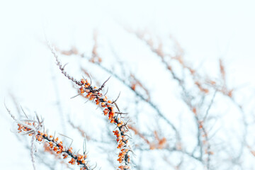 sea buckthorn branch with orange berries in frost