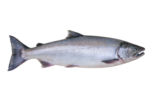 Silver or Coho Salmon isolated on a white background