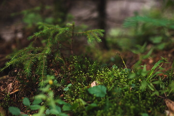 moss in the forest
