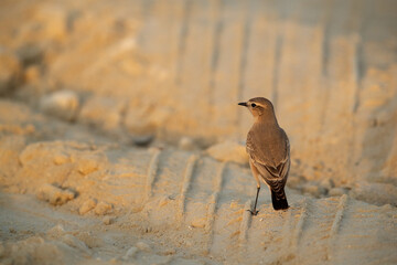 Isabelline Wheatear at Busaiteen coast of Bahrain in the morning hours