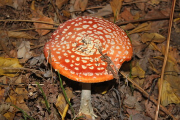 A mushroom (amanita) shot from above, close-up on a clear sunny day.
