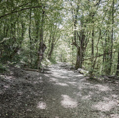 Hiking trail through the forest in the Great Crimean Canyon 
