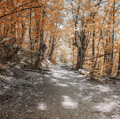 Hiking trail through the forest in the Great Crimean Canyon 
