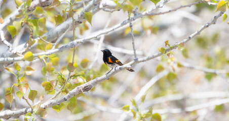American Redstart (Setophaga ruticilla) Perched in a Tree During Migration Through Colorado