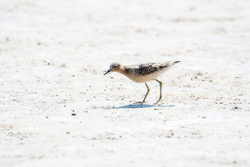 An IUCN Red List Near-Threatened Buff-breasted Sandpiper Shorebird Walks on a Dried Muddy Lake Bed During Migration in Colorado