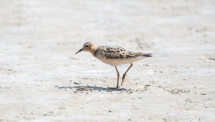 An IUCN Red List Near-Threatened Buff-breasted Sandpiper Shorebird Walks on a Dried Muddy Lake Bed During Migration in Colorado