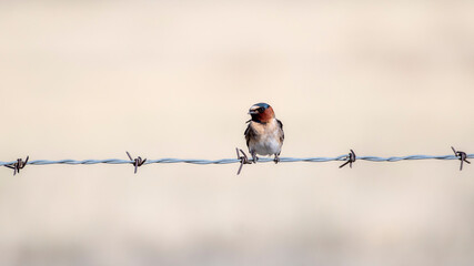 Cliff Swallow (Petrochelidon pyrrhonota) Perched on a Barbed Wire Fence on the Plains of Colorado