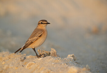 Isabelline Wheatear in its habitat at Busaiteen coast of Bahrain