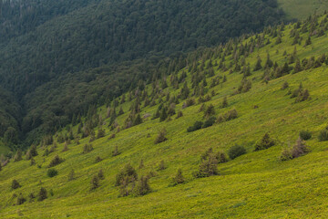 Fototapeta premium scenic Carpathians mountains and hills in the nice weather in summer