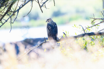 A Juvenile Migratory Common Black Hawk (Buteogallus anthracinus) Hunting From Trees at a Small Pond