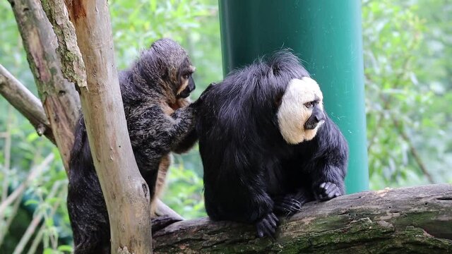 The White-Faced Saki (Pithecia Pithecia), called the Guianan and the Golden-Faced Saki, is a Species of the New World Saki Monkey. Male and Female Saki Monkeys Clean each other in Zoo.
