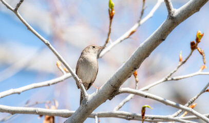 A House Wren (Troglodytes aedon) Perched in a Budding Aspen Tree with a Blue Sky Background in Colorado