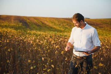 Naklejka na ściany i meble Agronomist inspects soybean crop in agricultural field - Agro concept - farmer in soybean plantation on farm.