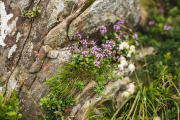 thyme and moss on stone