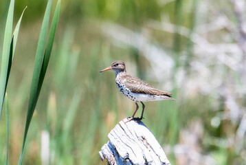 Spotted Sandpiper (Actitis macularius) Perched on a Log in the Mountains of Colorado