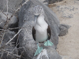 The Blue Footed Booby birds of the Galapagos Islands in Ecuador