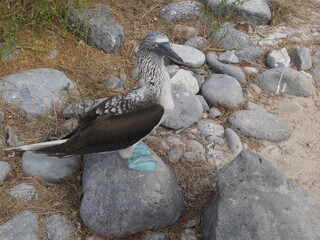 The Blue Footed Booby birds of the Galapagos Islands in Ecuador
