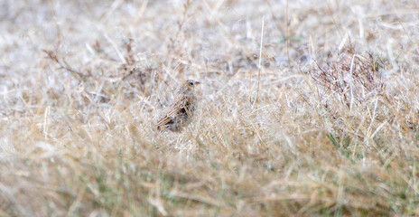 Vesper Sparrow (Pooecetes gramineus) Perched on the Ground on the Grasslands and Plains of Colorado