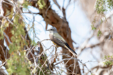 A Western Kingbird (Tyrannus verticalis) Perched in a Tree on the Plains of Colorado