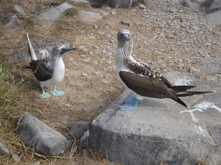 The Blue Footed Booby birds of the Galapagos Islands in Ecuador