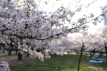 Fototapeta premium blossom