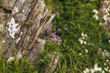 thyme and moss on stone