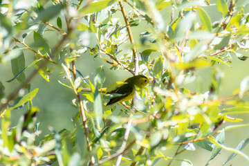A Migratory Wilson's Warber (Cardellina pusilla) Perched in a Small Tree Hunting for Insects in Colorado
