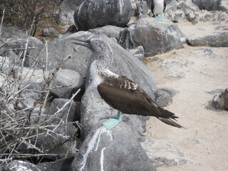 The Blue Footed Booby birds of the Galapagos Islands in Ecuador