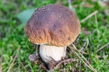 Pilz im Wald im Herbst