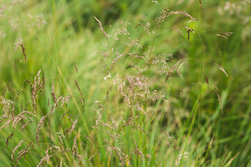 green grass in the wind