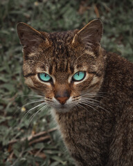 Fototapeta premium close up portrait of a cat with cold blue eyes