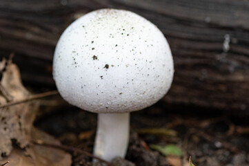 Pilz im Wald im Herbst