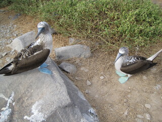 Fototapeta premium The Blue Footed Booby birds of the Galapagos Islands in Ecuador