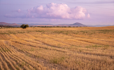 SUNSET IN WHEAT FIELD WITH CLOUDY SKY