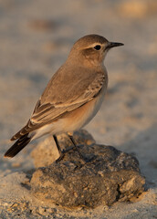 Isabelline Wheatear perched on a rock at Busaiteen coast of Bahrain