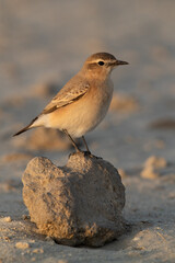 Isabelline Wheatear at Busaiteen coast of Bahrain in the morning