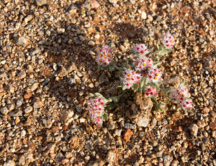 A small plant with flowers