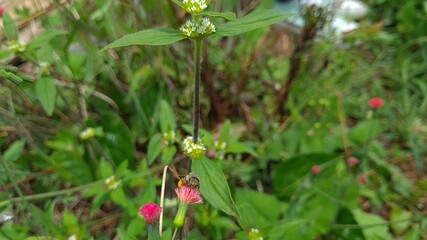 Bee on a pink flower