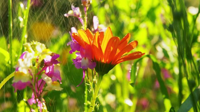 gardening, botany and flora concept - beautiful field flowers in summer garden