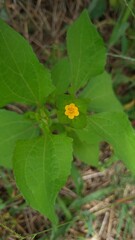 Small yellow flower