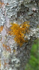 Orange moss on a dried log
