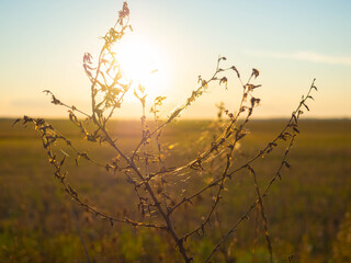 Obraz premium Beautiful scene with wild grass at sunset.