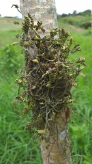Long green moss in log
